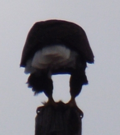 Bald Eagle butt