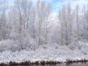 Ice on brush, Montana Christmas romance