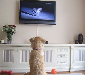 Dog watching TV