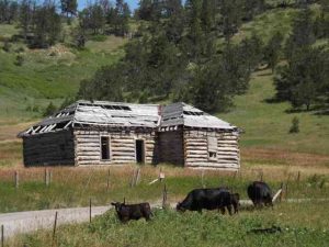 Cabin and cows