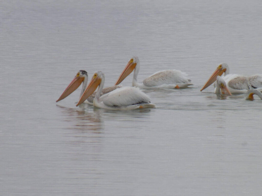 Pelicans on Freezeout Lake