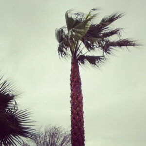 wind-blown palm