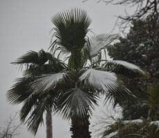 Snow on Palm