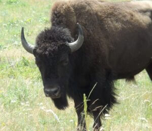 Horned bison staring at viewer.