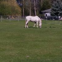 White horse in Missoula